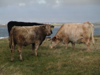 Mullet Peninsula